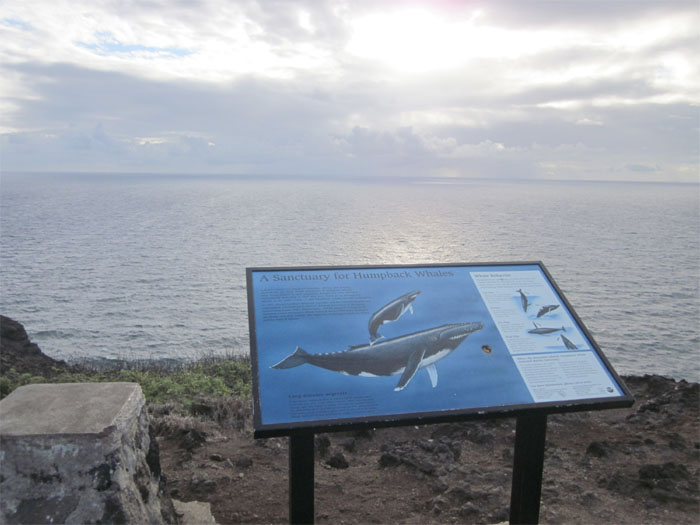 Whale watching lookout