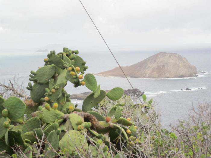 Manana or Rabbit Island