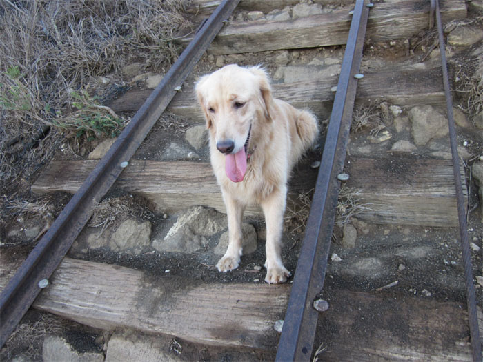 Railroad dog Railroad dog