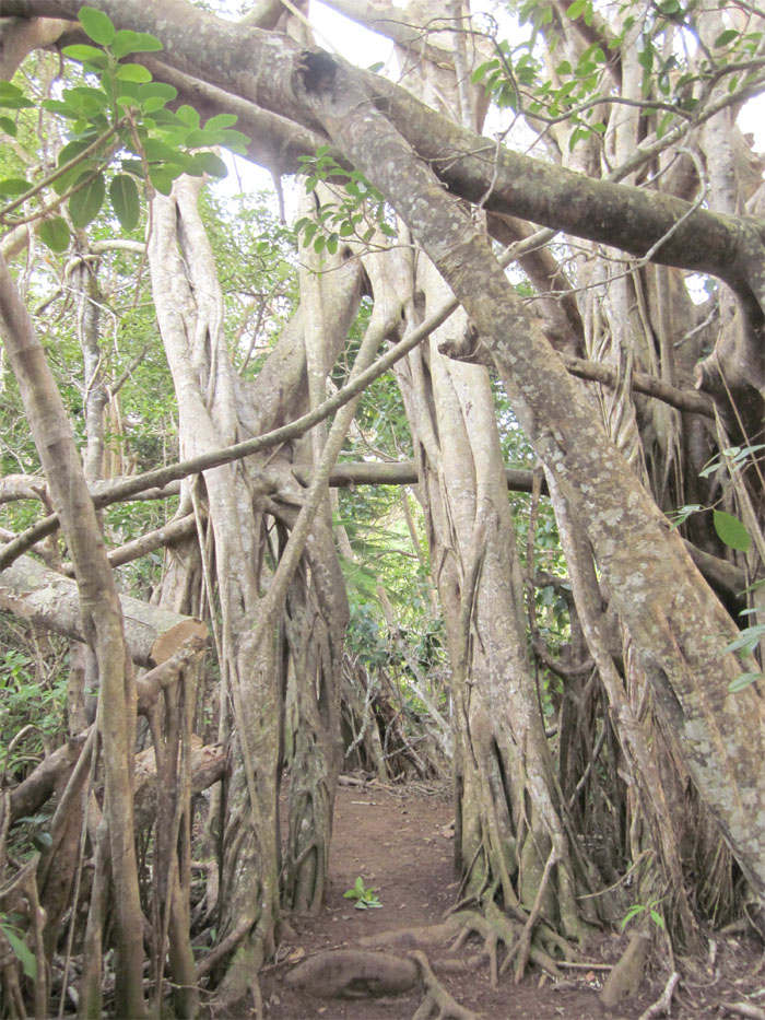Tree Doorway