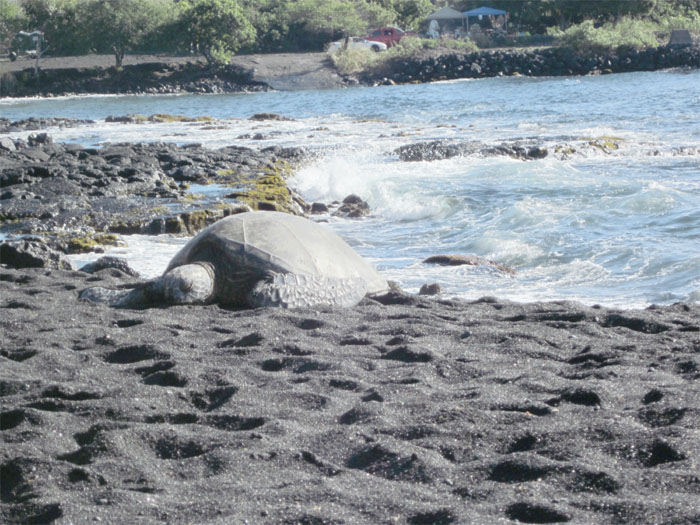 Hawaiian Green Sea Turtle