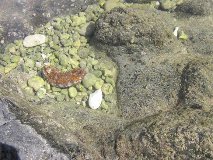 Sea cucumber