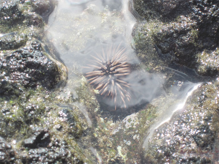 Sea Urchin