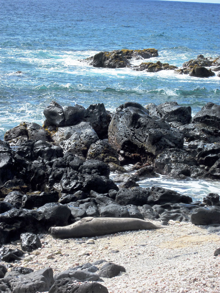 Hawaiian Monk Seal