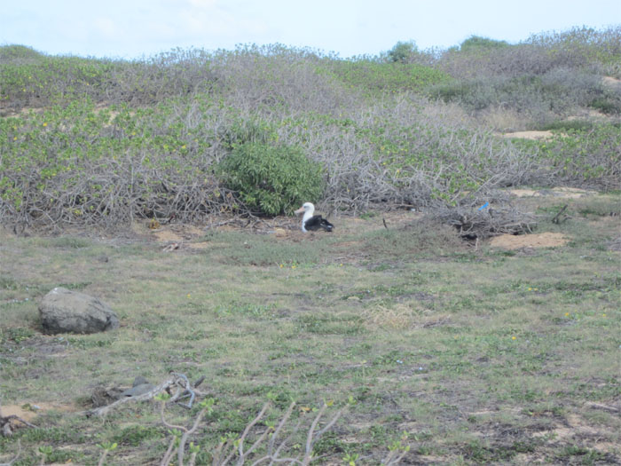 Black footed Albatross