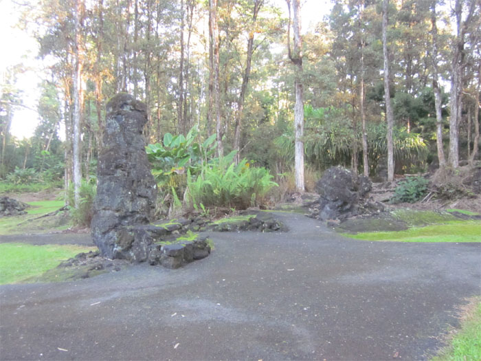 Lava Tree