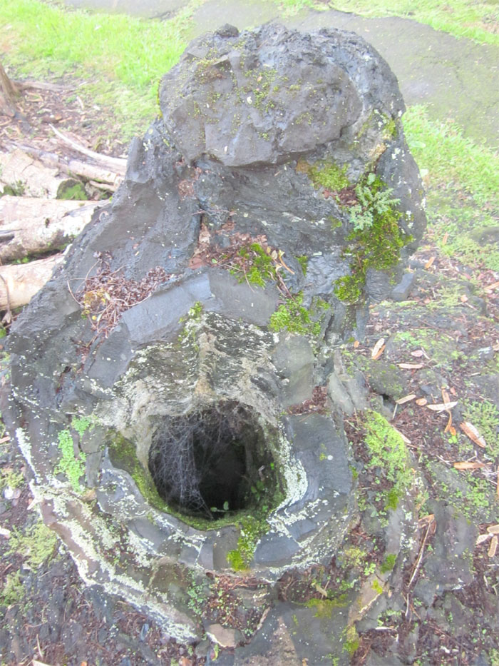Lava Tree